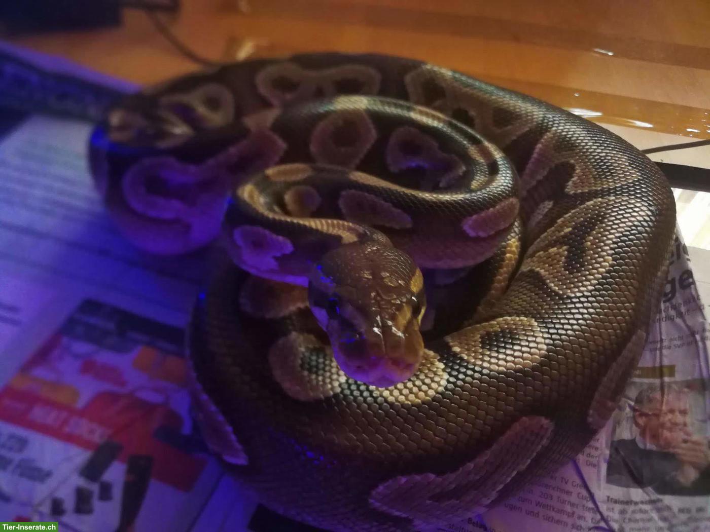 Bild 2: Königspython (Python regius), ca. 14-jährig