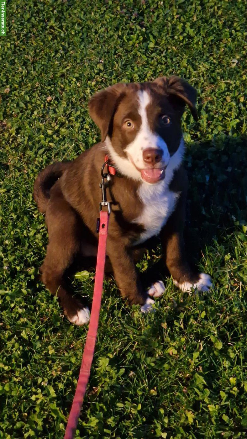 Appenzeller x Golden Aussie Mix Welpe, Hündin