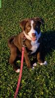 Appenzeller x Golden Aussie Mix Welpe, Hündin