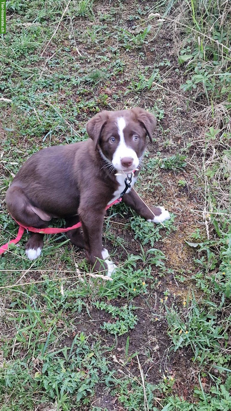 Bild 3: Appenzeller x Golden Aussie Mix Welpe, Hündin