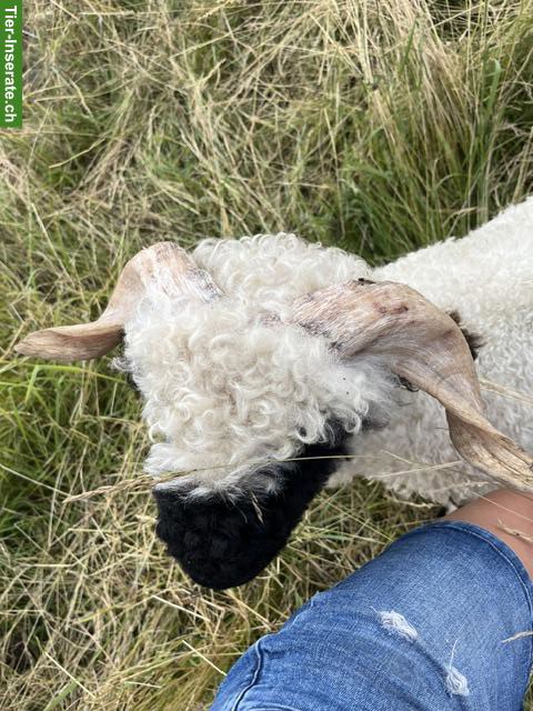 Bild 2: Lieber Walliser Schwarznasenschaf-Widder zu verkaufen