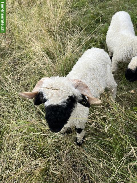 Bild 3: Lieber Walliser Schwarznasenschaf-Widder zu verkaufen