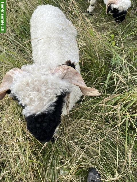Bild 4: Lieber Walliser Schwarznasenschaf-Widder zu verkaufen
