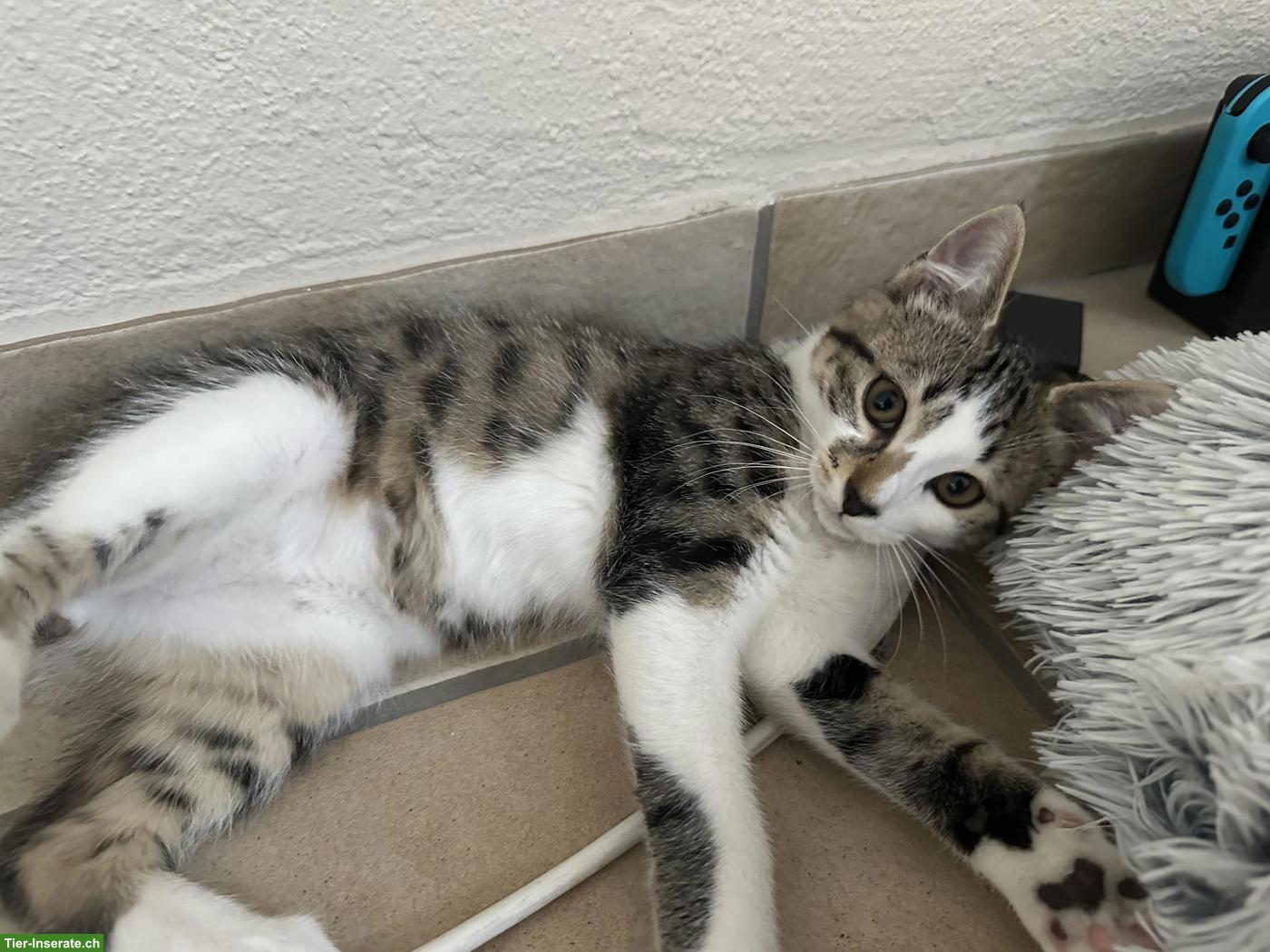 Junger Kater abzugeben