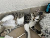 Junger Kater abzugeben