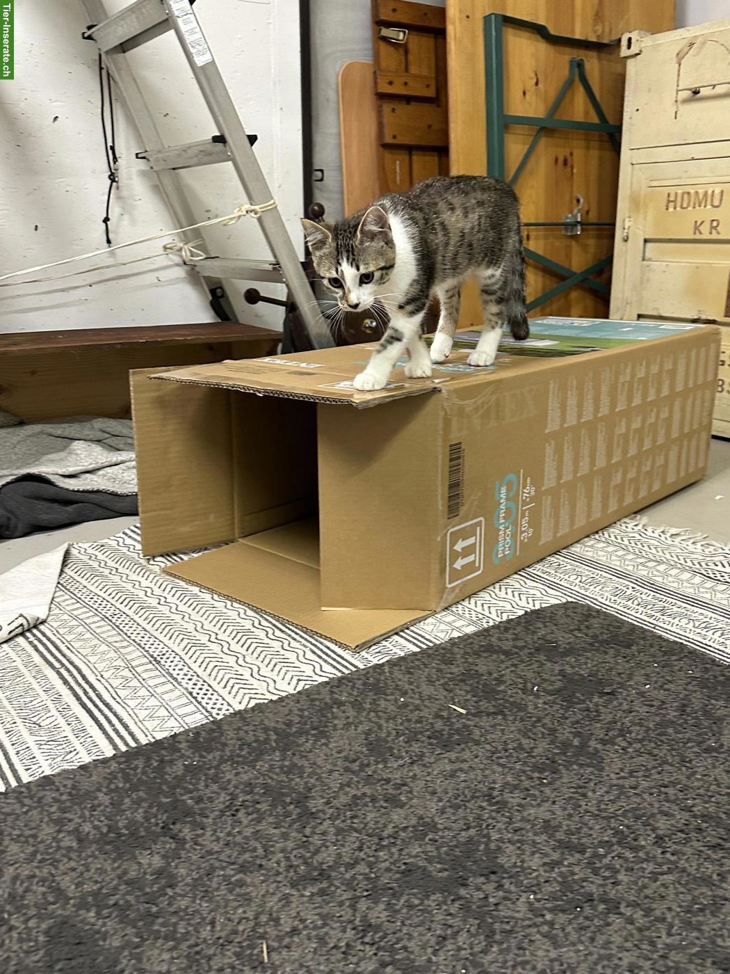 Bild 2: Junger Kater abzugeben