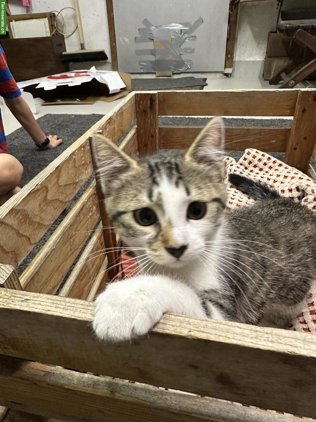 Bild 3: Junger Kater abzugeben