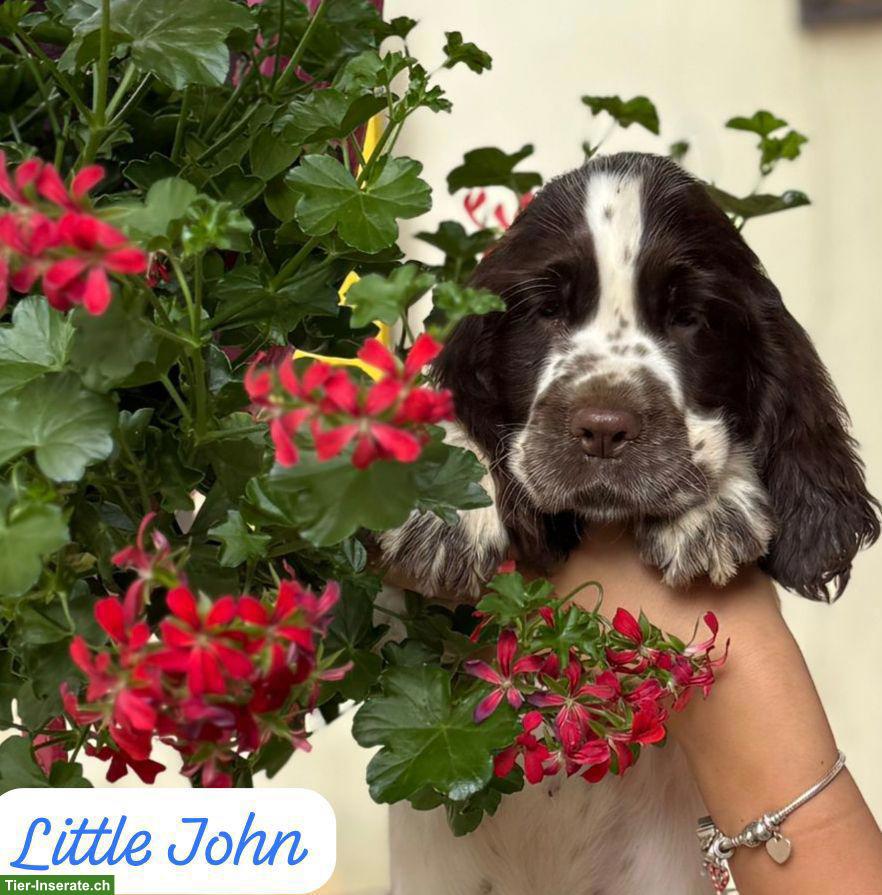 English Springer Spaniel Welpen dürfen bald ausziehen