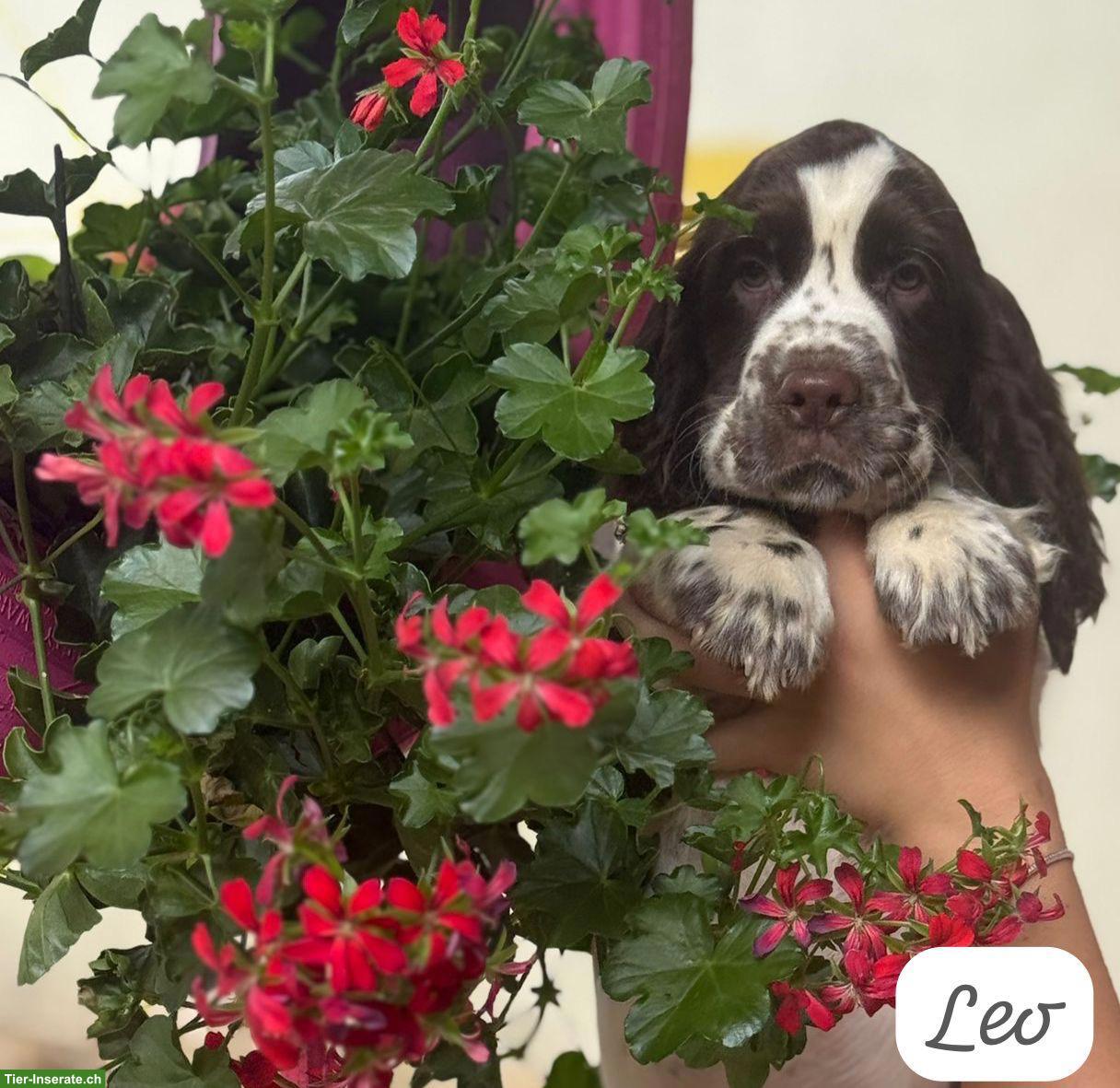 Bild 2: English Springer Spaniel Welpen dürfen bald ausziehen