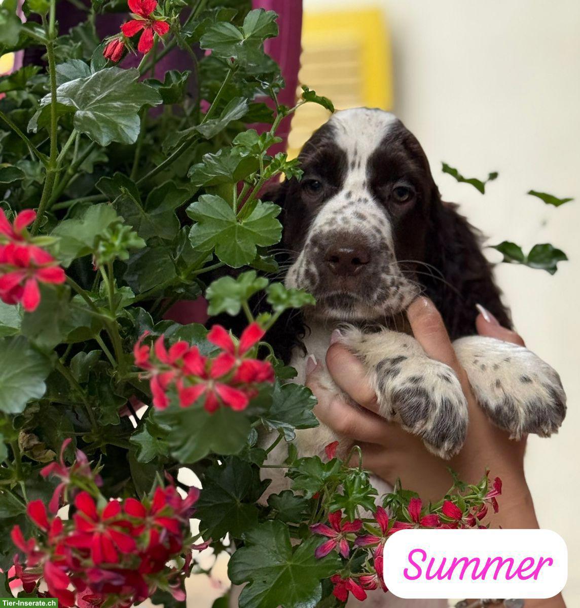 Bild 3: English Springer Spaniel Welpen dürfen bald ausziehen