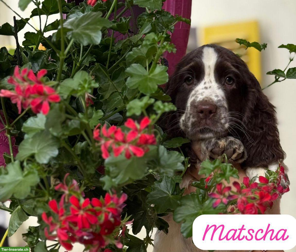 Bild 5: English Springer Spaniel Welpen dürfen ausziehen
