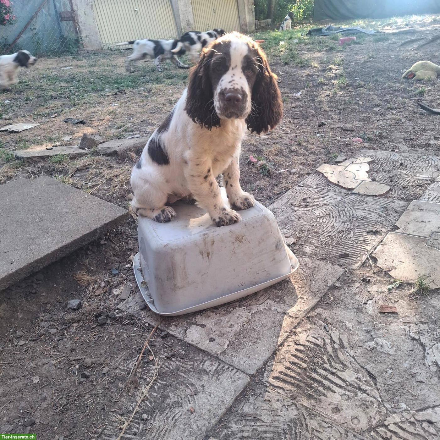 Bild 6: English Springer Spaniel Welpen dürfen ausziehen