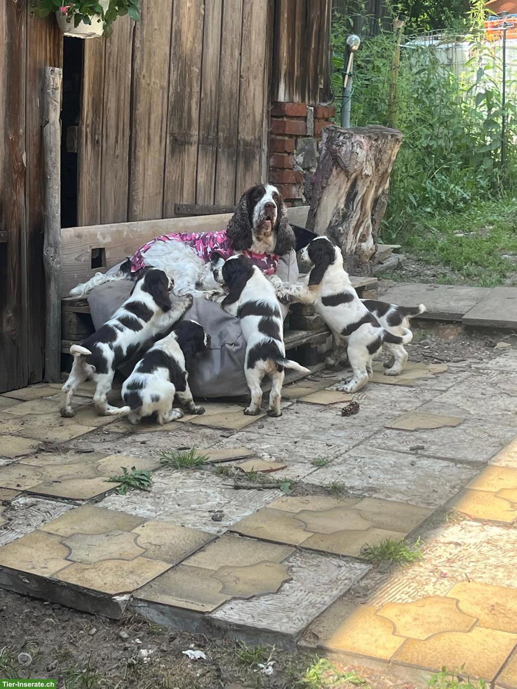 Bild 7: English Springer Spaniel Welpen dürfen ausziehen