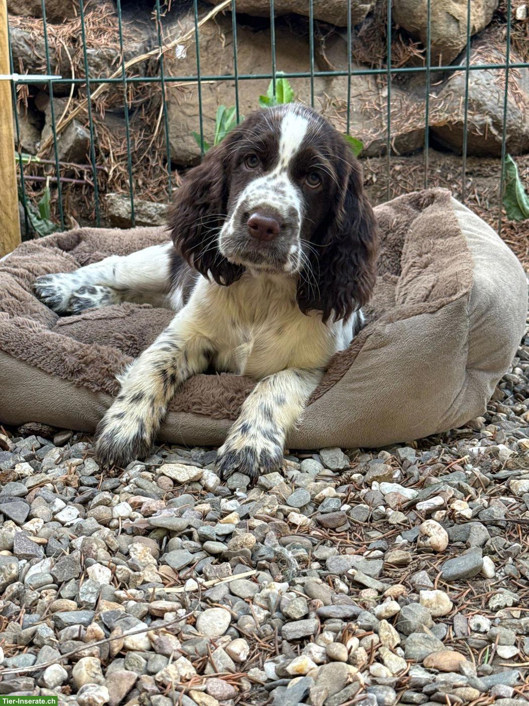 Bild 8: English Springer Spaniel Welpen dürfen ausziehen