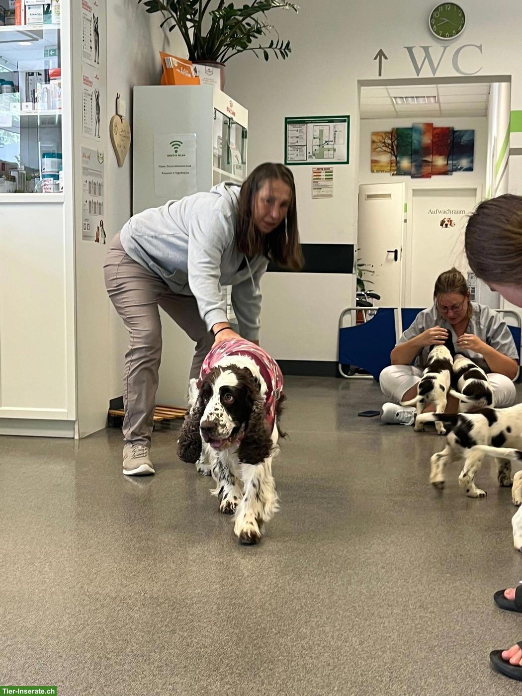 Bild 9: English Springer Spaniel Welpen dürfen ausziehen
