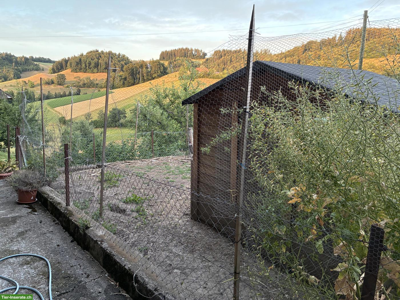 Bild 7: Hühnerhaus mit viel Zubehör zu verkaufen