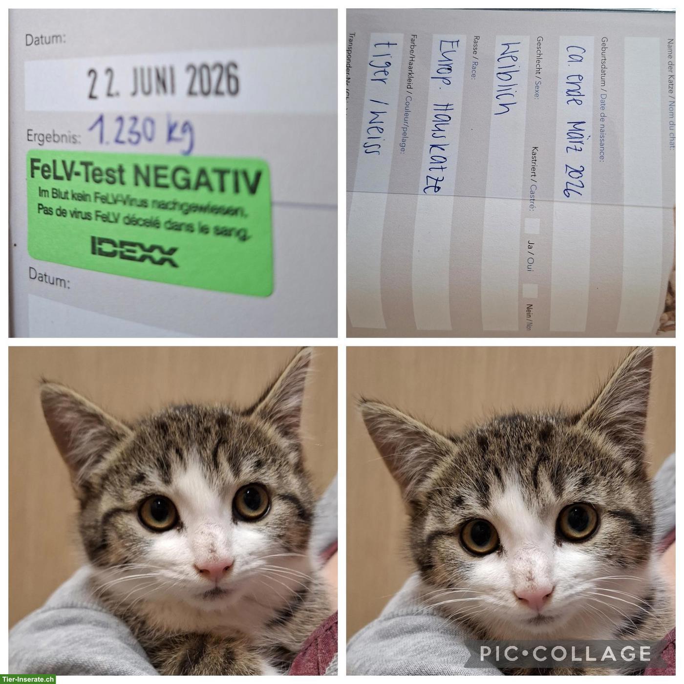 Süsse Kitten, tierärztlich untersucht