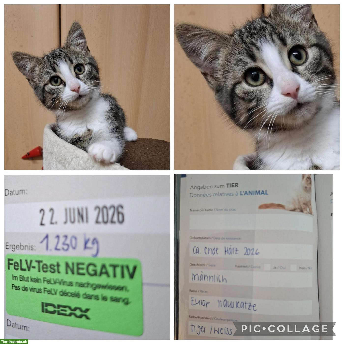 Bild 2: Süsse Kitten, tierärztlich untersucht