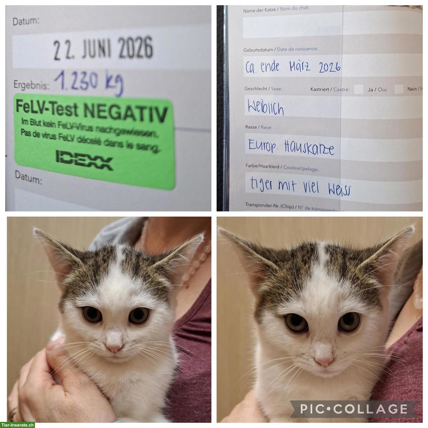 Bild 3: Süsse Kitten, tierärztlich untersucht