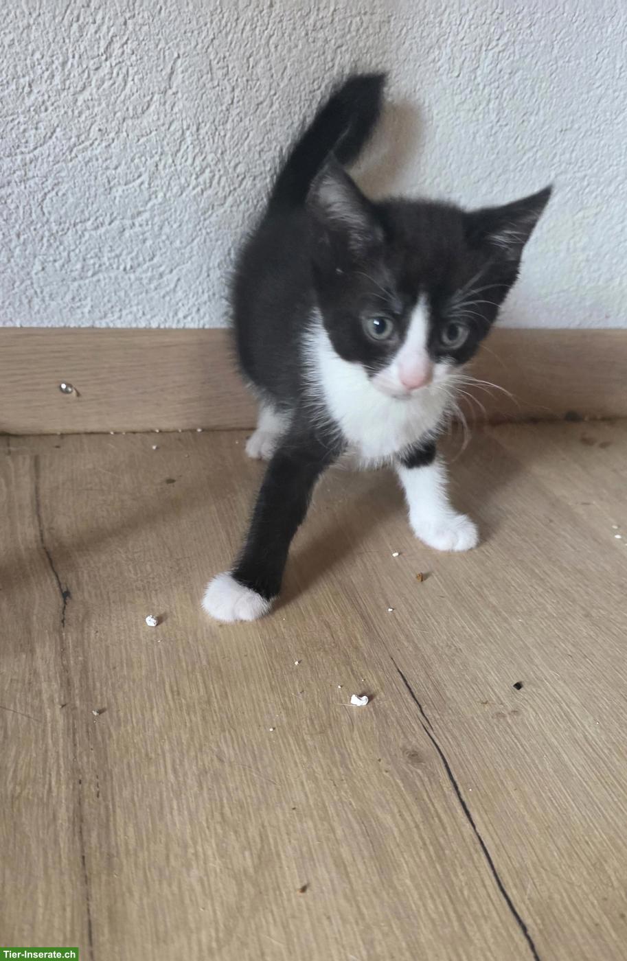 Bild 5: Kätzchen abzugeben, schwarz-weiss und schwarz