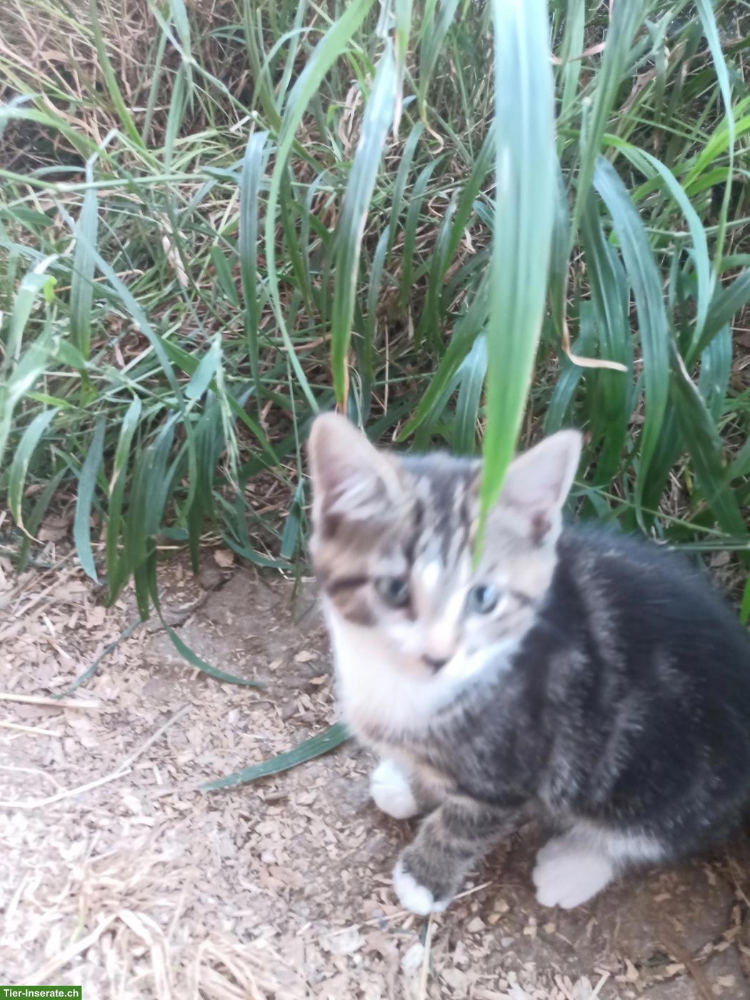 Bauernhof Kitten sucht ein Zuhause mit Gspänli
