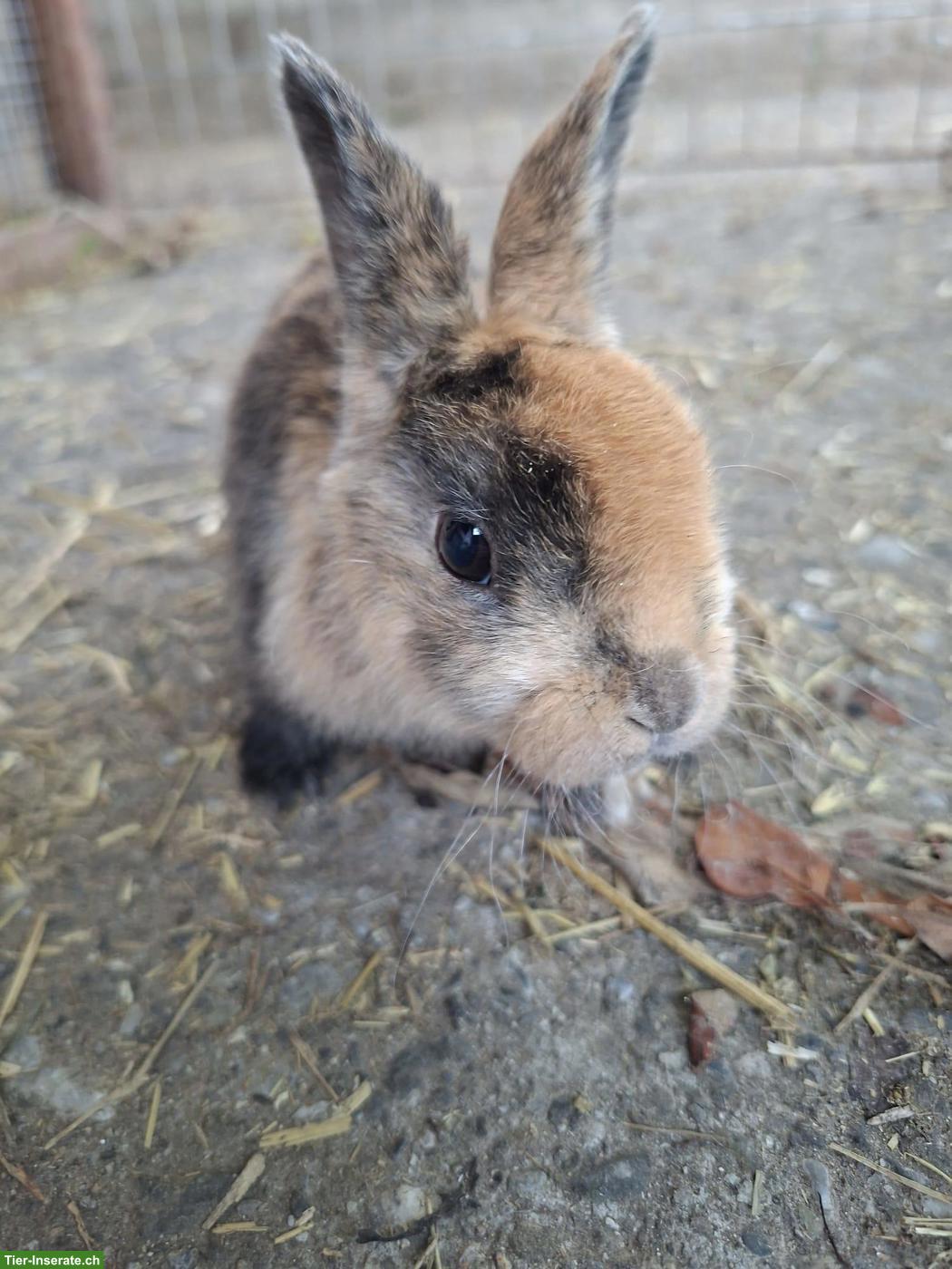 2 junge Rex-Kaninchen abzugeben 🐇