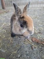 2 junge Rex-Kaninchen abzugeben 🐇