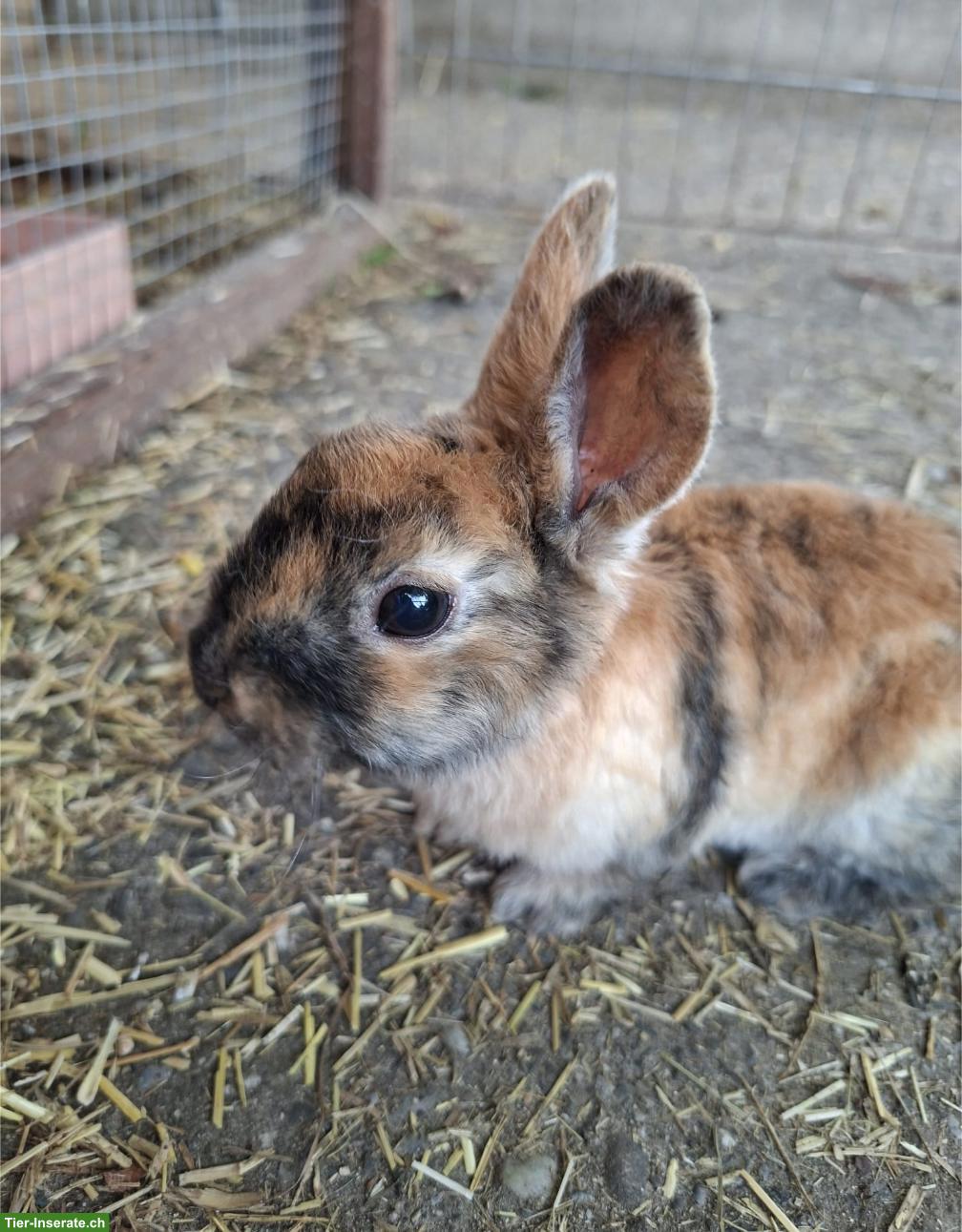 Bild 2: 2 junge Rex-Kaninchen abzugeben 🐇