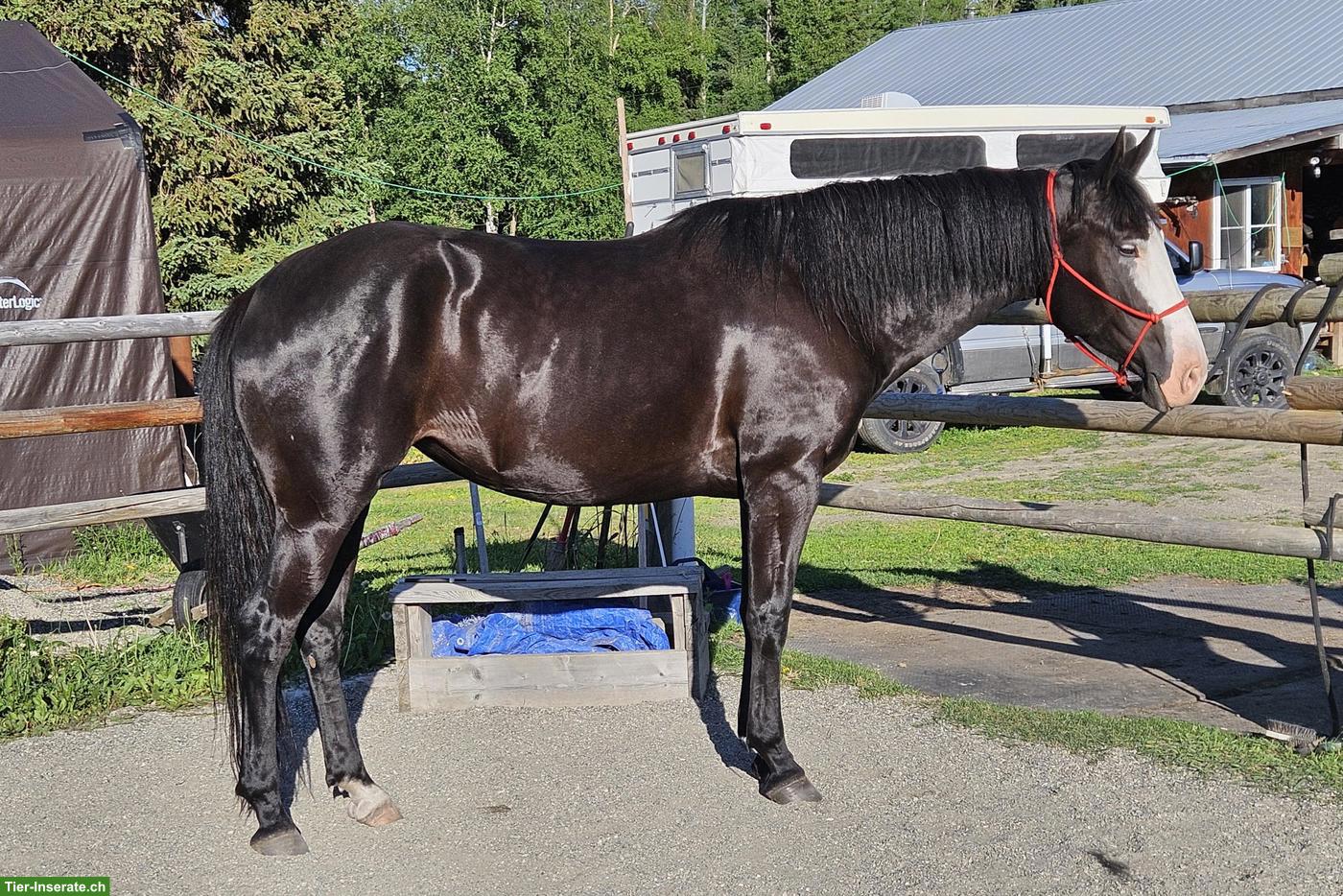 Bild 2: Kanadische Mustang Stute, 6-jährig