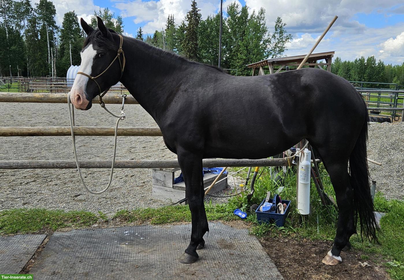 Bild 3: Kanadische Mustang Stute, 6-jährig