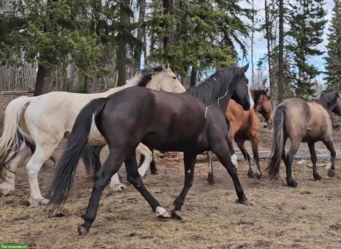 Bild 4: Kanadische Mustang Stute, 6-jährig