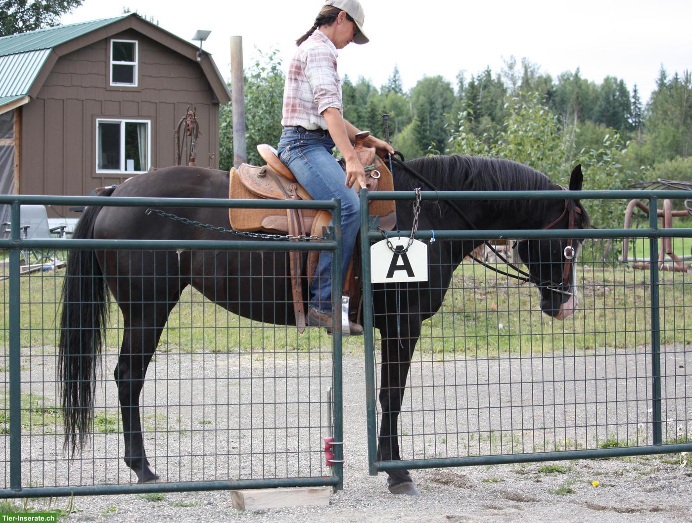 Bild 8: Kanadische Mustang Stute, 6-jährig