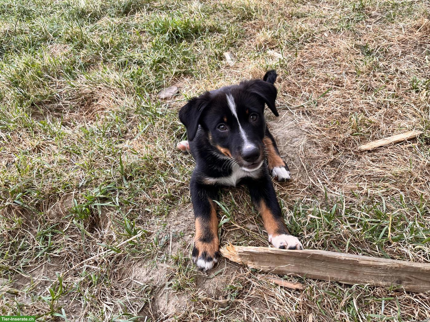 Junge Schweizer Sennenhund x Entlebuch Mix x Border Collie