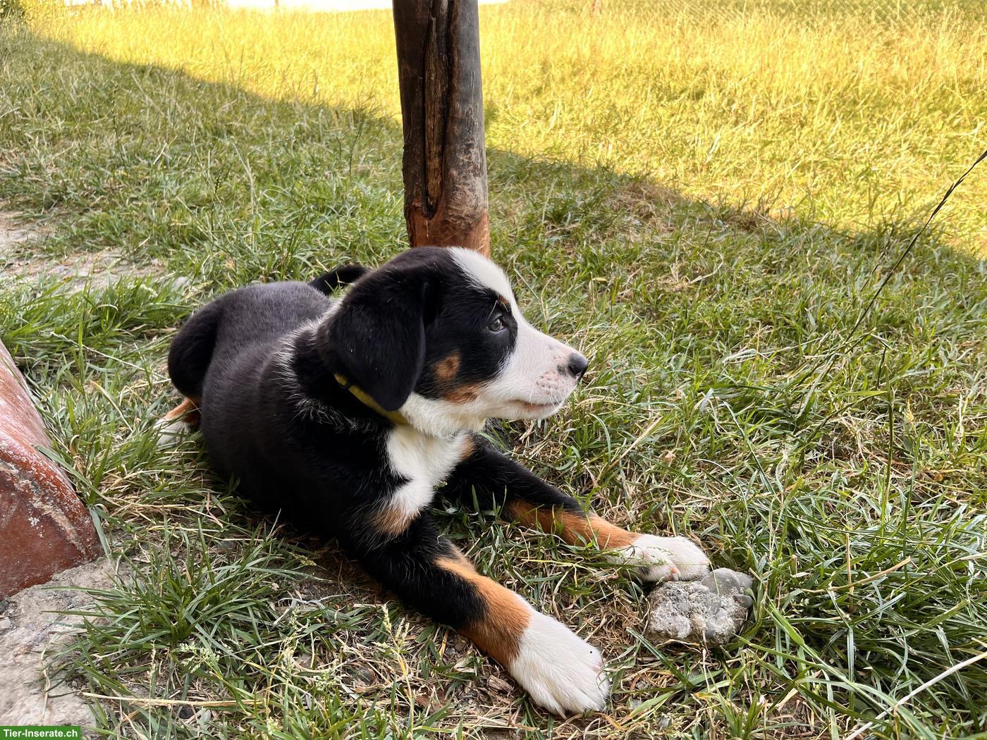 Bild 2: Junge Schweizer Sennenhund x Entlebuch Mix x Border Collie