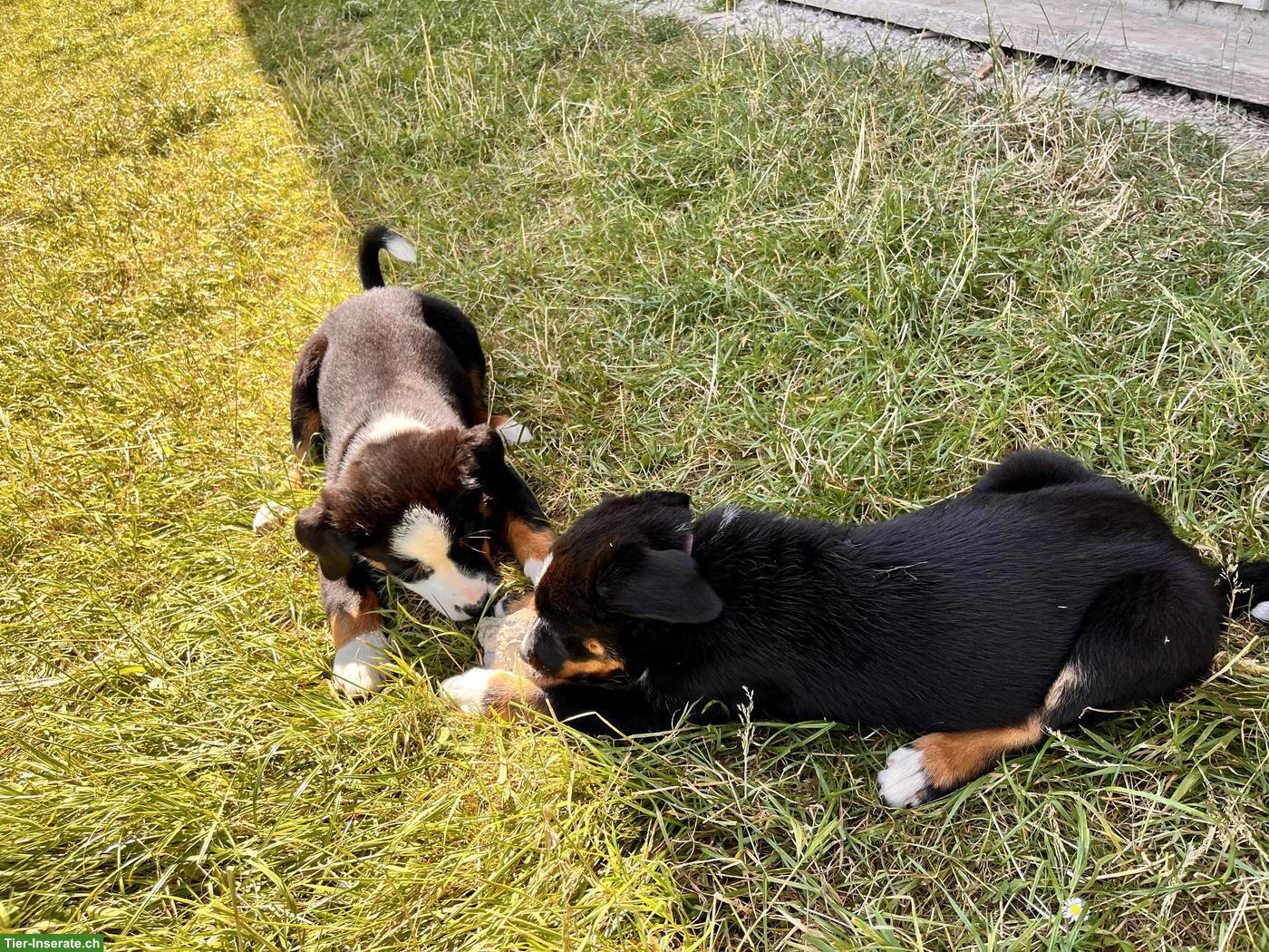 Bild 3: Junge Schweizer Sennenhund x Entlebuch Mix x Border Collie