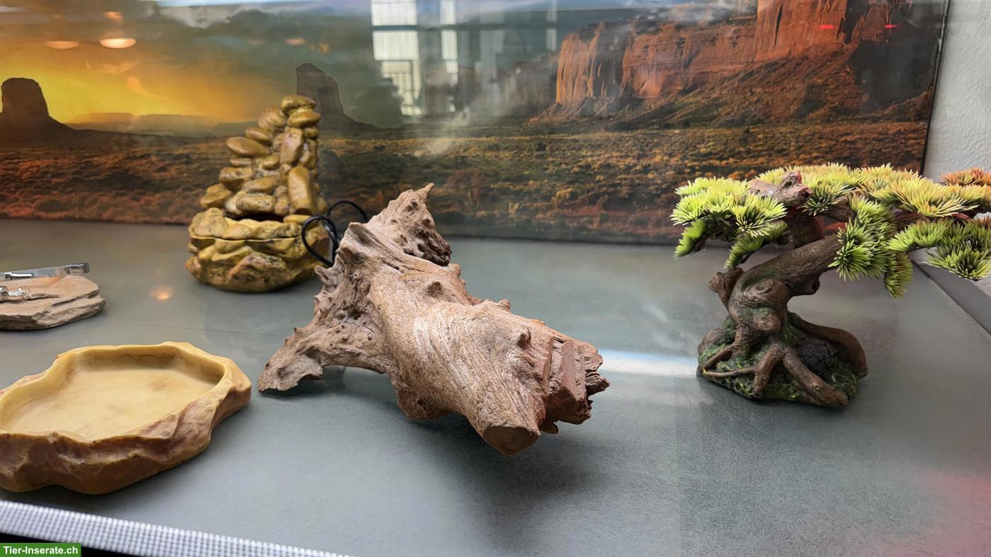 Bild 3: Terrarium günstig abzugeben wegen Umzug