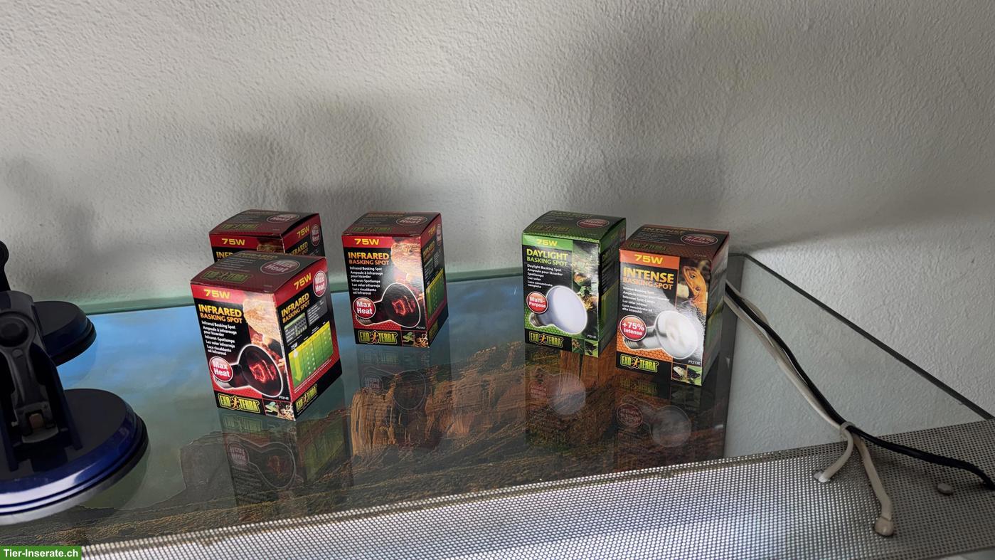 Bild 4: Terrarium günstig abzugeben wegen Umzug