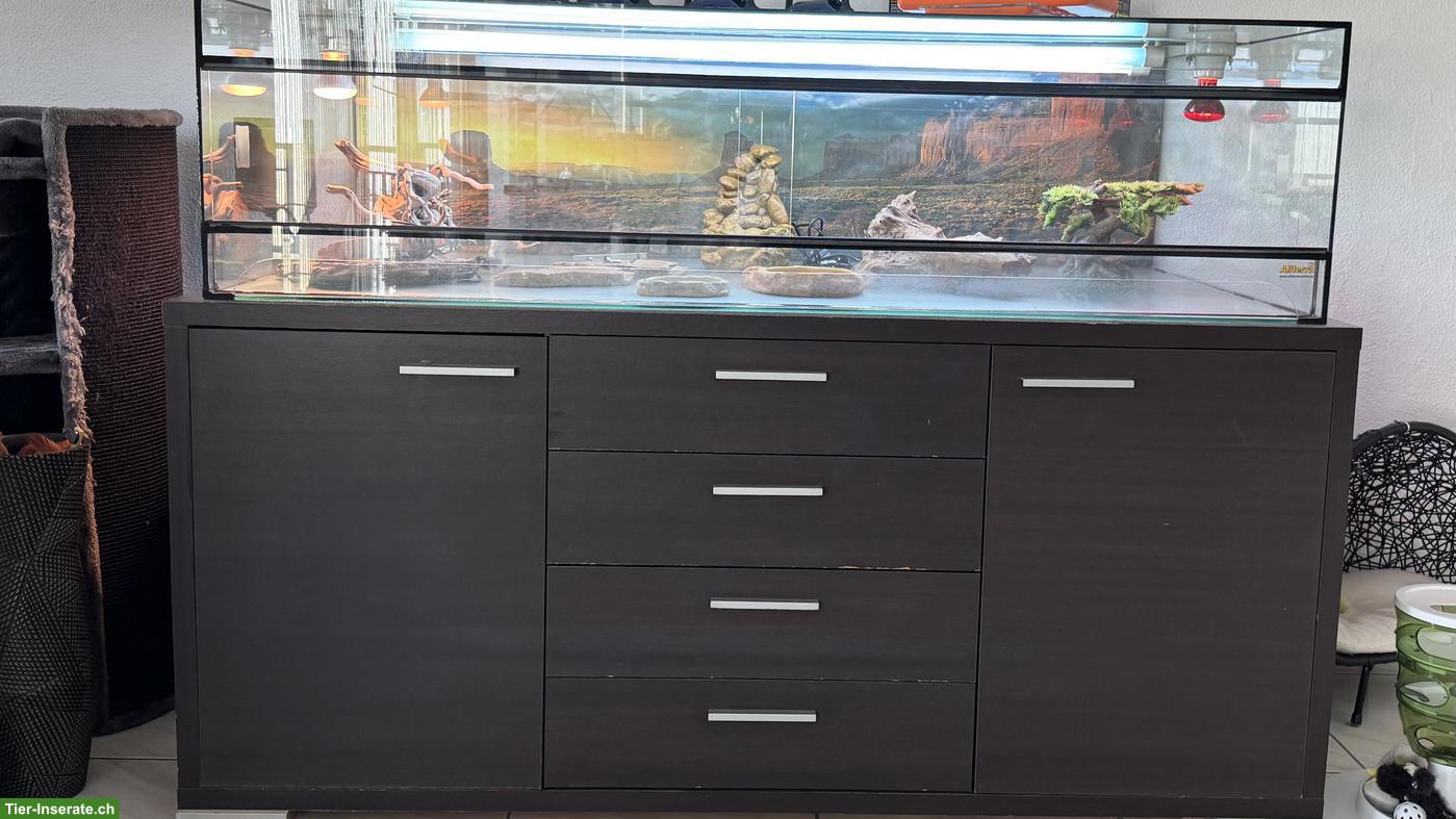 Bild 6: Terrarium günstig abzugeben wegen Umzug