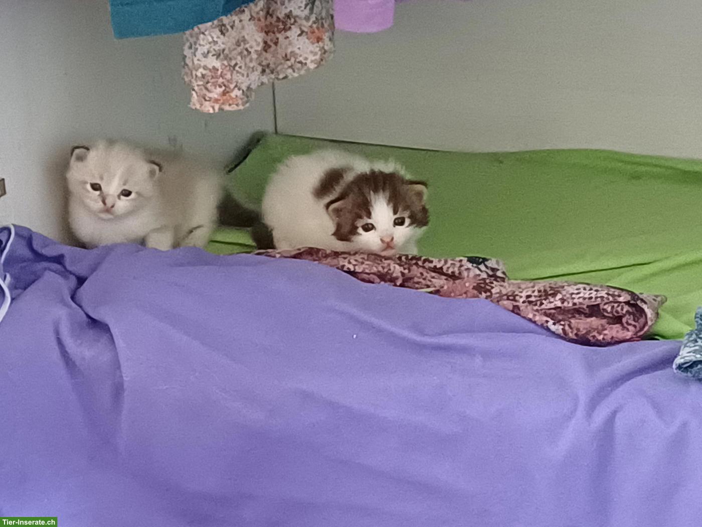 Mischlingskätzchen, Ragdoll 3/4 x EKH 1/4
