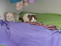 Mischlingskätzchen, Ragdoll 3/4 x EKH 1/4