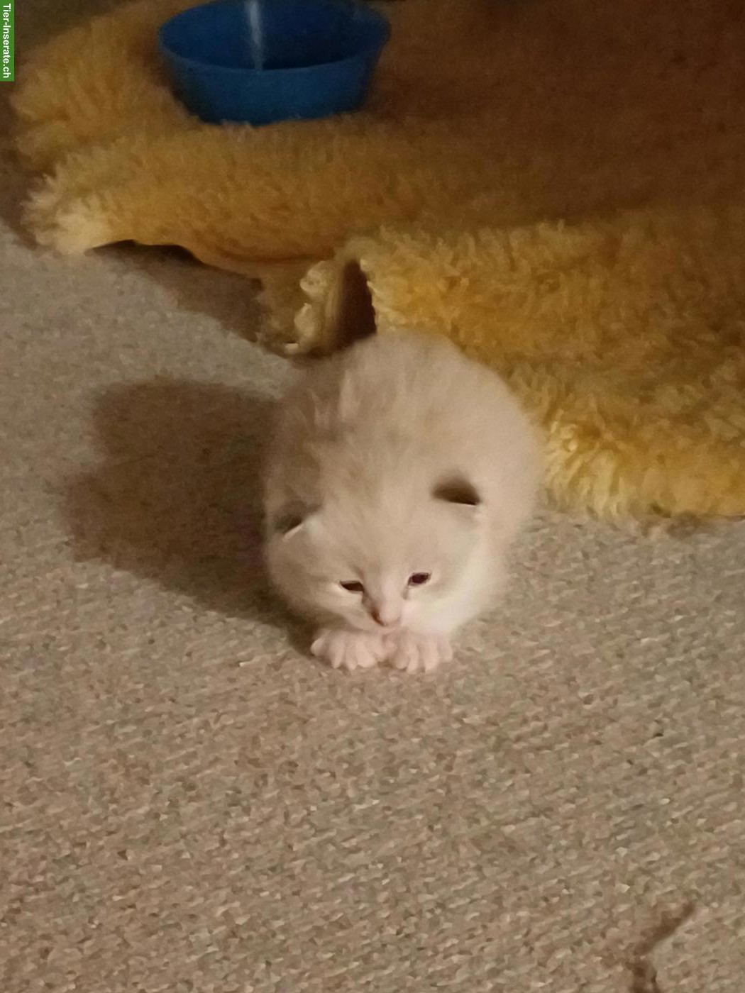 Bild 2: Mischlingskätzchen, Ragdoll 3/4 x EKH 1/4