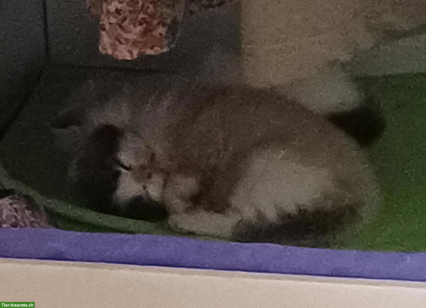 Bild 3: Mischlingskätzchen, Ragdoll 3/4 x EKH 1/4