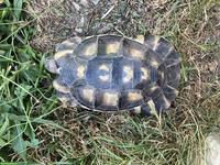 Maurische Landschildkröte Morla sucht neue Freunde