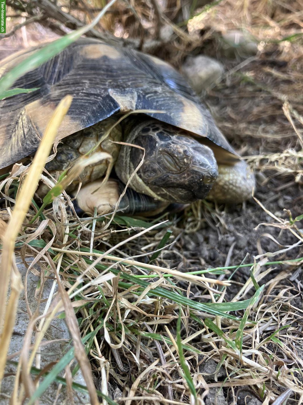 Bild 3: Maurische Landschildkröte Morla sucht neue Freunde