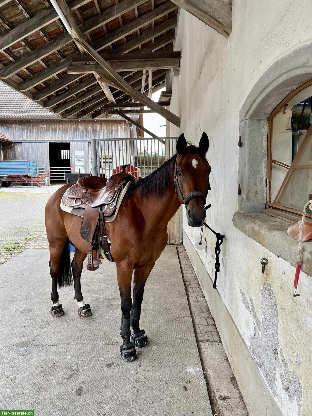 Bild 2: Reitbeteiligung auf Pony für gemütliche Stunden Nähe Zürich