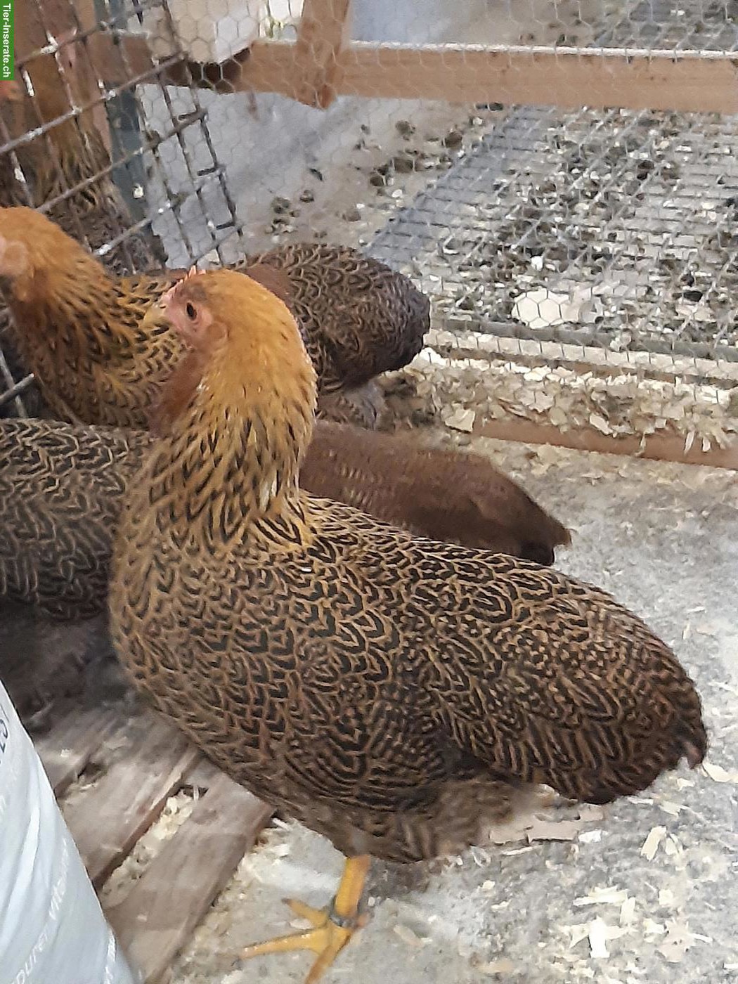 Bild 3: 6 Zwerg-Plymouth Rocks, rebhuhnfarbig-gebändert