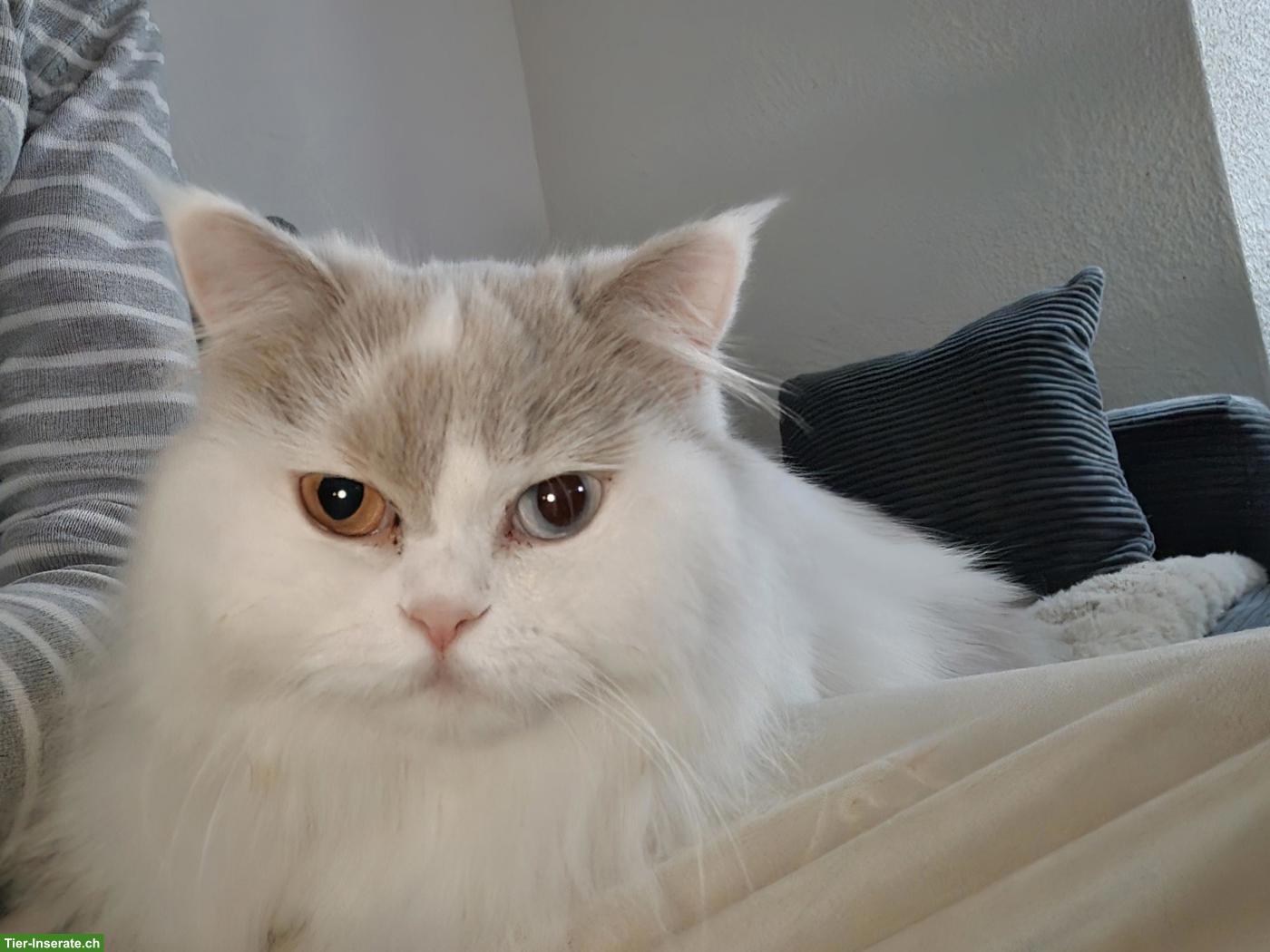 BLH Katze Gracie von Twistetal
