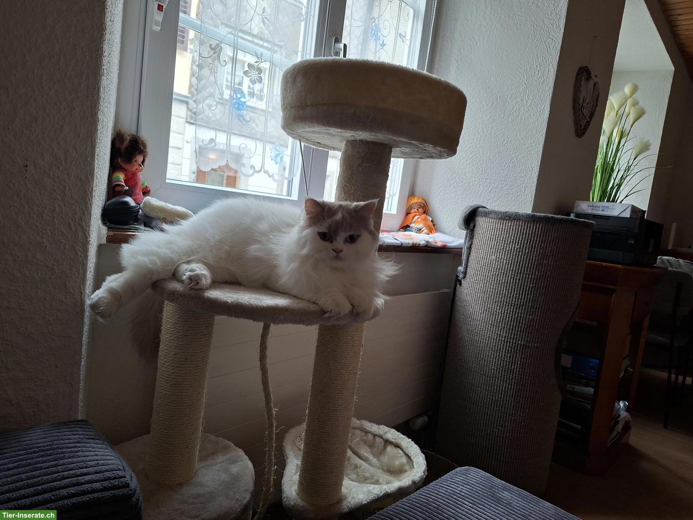 Bild 2: BLH Katze Gracie von Twistetal