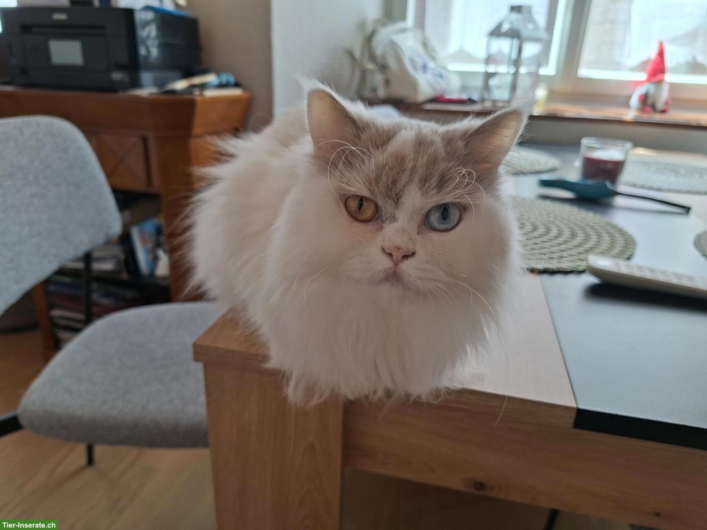 Bild 3: BLH Katze Gracie von Twistetal