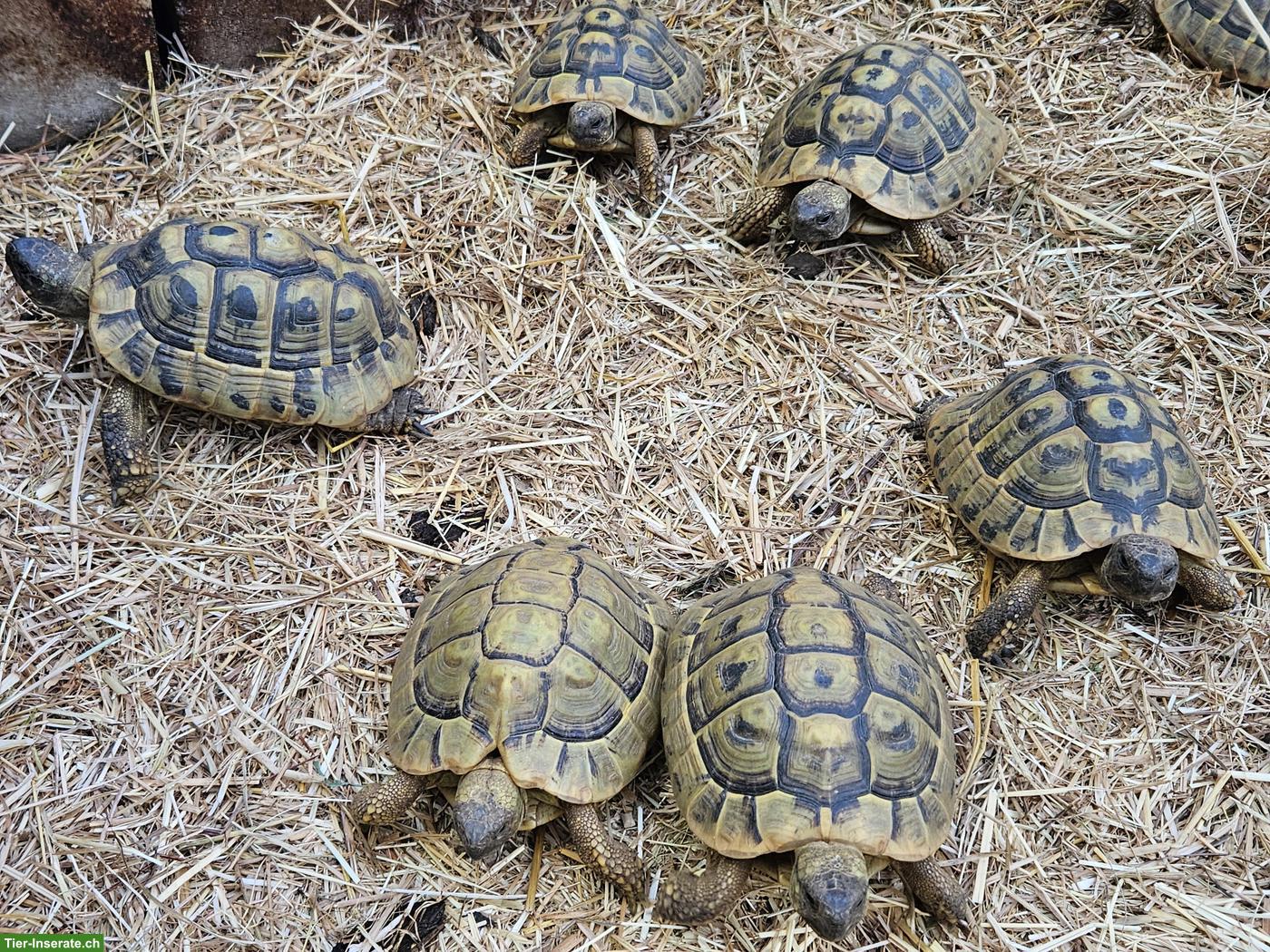 Griechische Landschildkröten THB, männlich